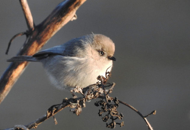 Small puffball of winter bird - бесплатный image #459051