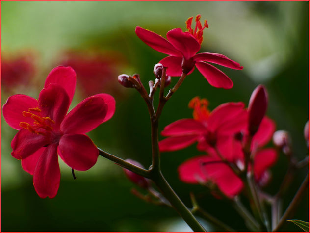 17Feb2019 - striking red flowers - бесплатный image #459241