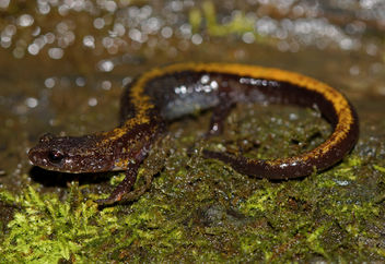 Ozark Zigzag Salamander (Plethodon augusticlavius) - image #459911 gratis