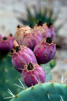 Cactus Fruit - image #459981 gratis