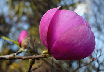 Black Tulip Magnolia - Kostenloses image #460031