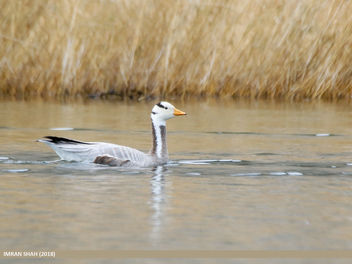 Bar-headed Goose (Anser indicus) - image gratuit #460111 