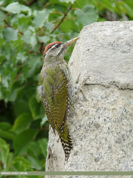 Scaly-bellied Woodpecker (Picus squamatus) - бесплатный image #460121