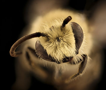 Colletes kincaidii, f, face, Grant Co., Hyannis, NE_2018-08-10-15.51.54 ZS PMax UDR - Kostenloses image #460191