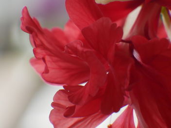 dancing petals of hibiscus - бесплатный image #460461