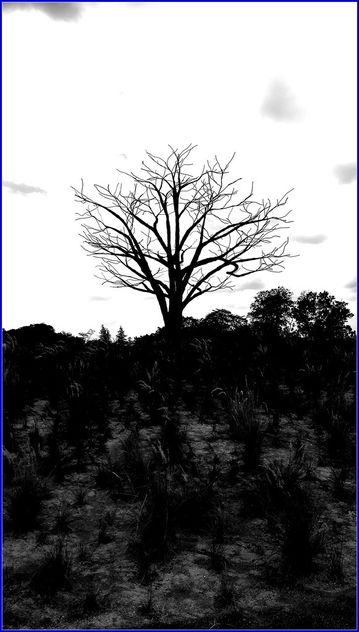 jurong lake gardens - the lone tree - Free image #460651