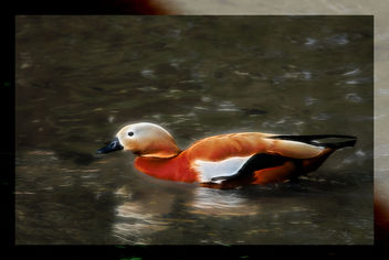 duck on glow water - image gratuit #460741 