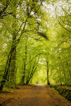 Woodburn Forest, Carrickfergus - Kostenloses image #460791