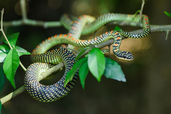 Chrysopelea paradisi, Paradise tree snake - Kaeng Krachan National Park - Kostenloses image #461141