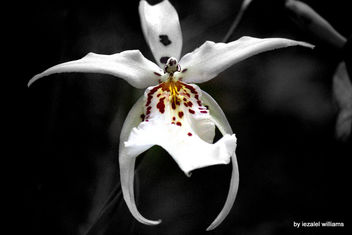 Wild Orchid - selective color by iezalel williams IMG_1434 - Kostenloses image #461711