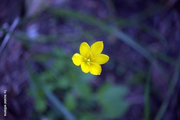 Wild flower by iezalel williams - Free image #461871