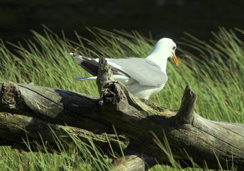 The gull on the deadwood. - бесплатный image #461971