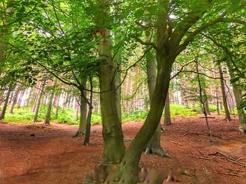 Cannock Chase Forest - Free image #462051