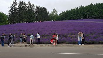 Lavender farm, Furano, Japan - image #462201 gratis