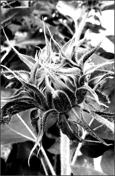 sunflower bud - бесплатный image #462221