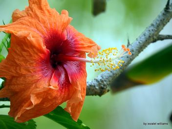 The beauty of an Hibiscus DSCN0702-001 - бесплатный image #462361