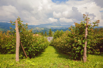 Fields of Raspberries - бесплатный image #462491