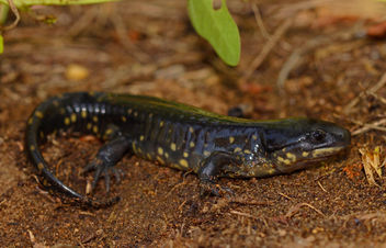 Eastern Tiger Salamander (Ambystoma tigrinum) - image #462531 gratis