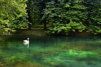 Solitary Swan - image #462641 gratis