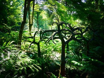 Botanic Gardens - alien looking trees - image #462811 gratis