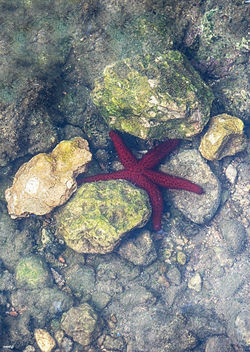 Estrella de mar II - Kostenloses image #462881