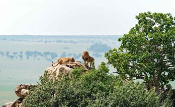 Kidepo Lions - image gratuit #463241 