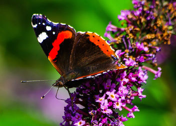 Red Admiral Butterfly - Kostenloses image #463371