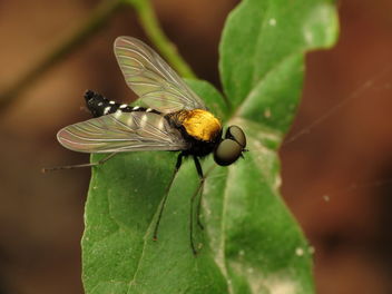 Golden-backed Snipe Fly - Free image #463461