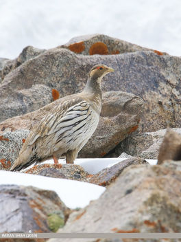 Tibetan Snowcock (Tetraogallus tibetanus) - бесплатный image #463931
