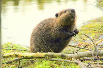 The beaver puppy,,, - бесплатный image #464121