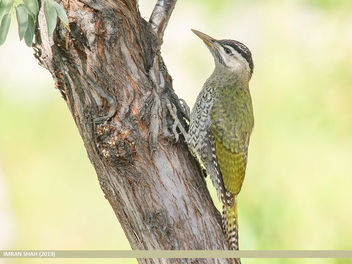Scaly-bellied Woodpecker (Picus squamatus) - image gratuit #464371 