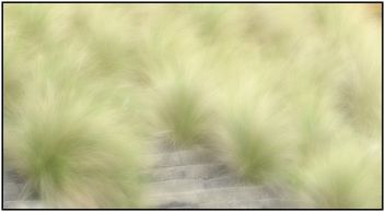 Bushy grass - image #464441 gratis