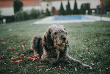 Old dog sitting outdoors in autumn - Free image #464851
