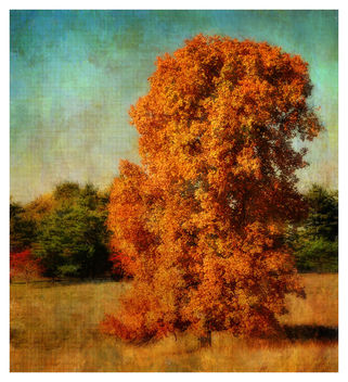 Old Oak Tree in Autumn - Free image #465211