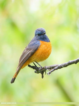 Blue-fronted Redstart (Phoenicurus frontalis) - Free image #465381