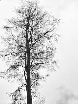 Tree, Upper Longdon, Cannock Chase, England - Free image #465481