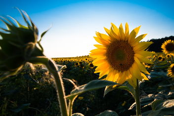Sunflower - Free image #465521