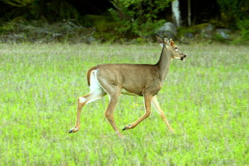 The white-tailes deer - бесплатный image #465541
