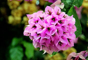Pink in the garden - image #465601 gratis