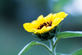 Sunflower - Free image #465611