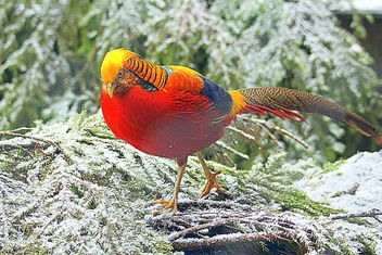 The Golden Pheasant - image #465881 gratis