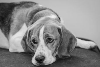 Sad beagle - Kostenloses image #466841