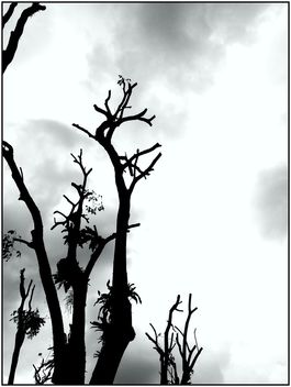 newly pruned trees - бесплатный image #467341