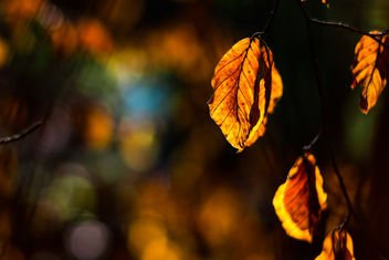 Colourful Autumn - image #467441 gratis