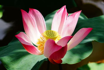 lotus flower - image #467471 gratis