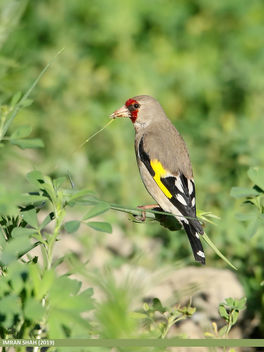 European Goldfinch (Carduelis carduelis) - бесплатный image #467561