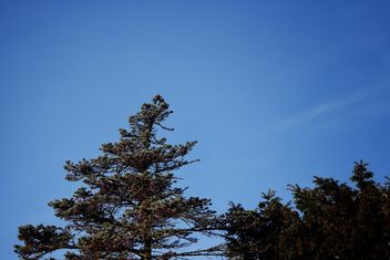 Tree tops and blue sky - бесплатный image #467621