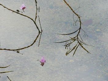 reflection of dragonfly (but not the flowers) - image gratuit #467671 