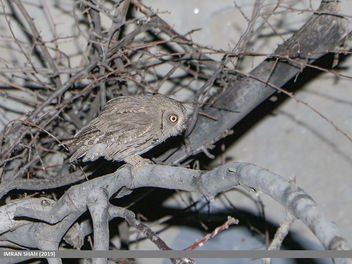 Pallid Scops-owl (Otus brucei) - бесплатный image #467851