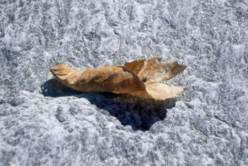Leaf on stone - image #468001 gratis